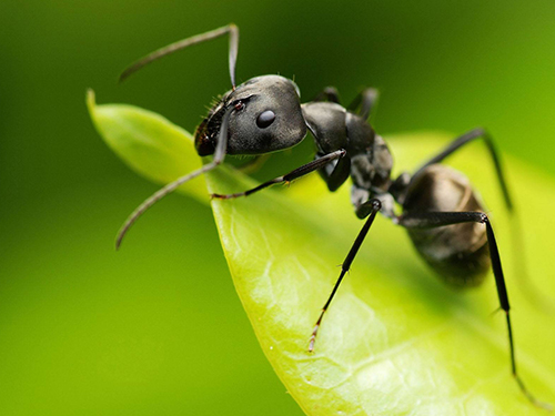 番禺灭鼠杀虫